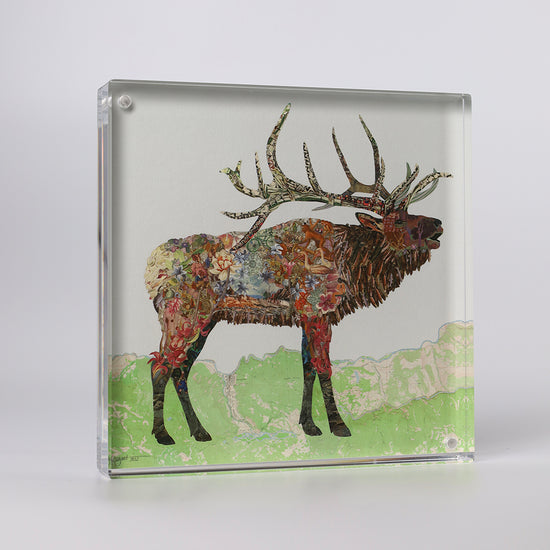 Acrylic Framed Elk Xander Print