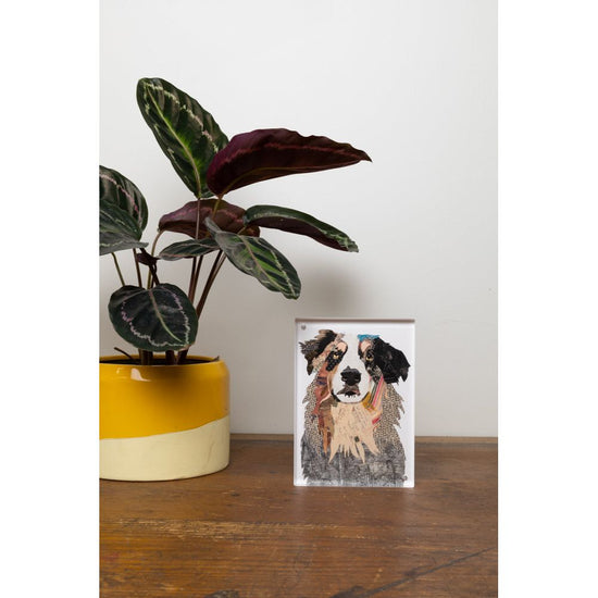 Acrylic Framed Australian Shepard Dog Print