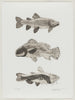 3 Fish Archival Print