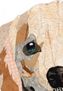 Golden Retriever Adult Archival Print
