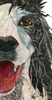 English Setter "Annie" Archival Print