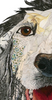 English Setter "Annie" Archival Print