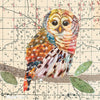 Barred Owl 1 Archival Print