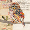 Barred Owl 4 Archival Print