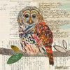 Barred Owl 5 Archival Print