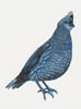 Blue Quail Archival Print