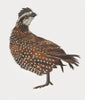 Bob White Quail Archival Print