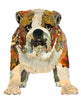Bulldog 2 Archival Print