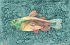 Catfish 2 Archival Print