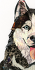 Husky Champ Archival Print