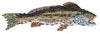 Fish Fish Archival Print