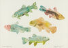 Fish Party Of Five