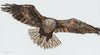 Flying Eagle Archival Print