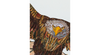 Flying Eagle Archival Print