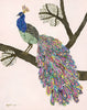 Peacock "Frances" Archival Print
