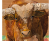 Longhorn Archival Print