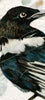 Magpie Archival Print