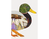 Mallard Duck (White Background) Archival Print