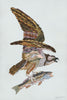 Acrylic framed Osprey with Fish
