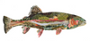 Rainbow Trout 7 Archival Print