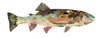 Rainbow Trout 9 Archival Print