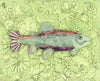 Rainbow Trout 1 Archival Print