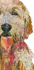 Golden Doodle Ralph Archival Print