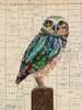 Screech Owl 1 Archival Print