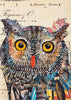 Screech Owl 6 Archival Print
