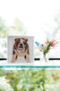 Acrylic Framed Bulldog 1