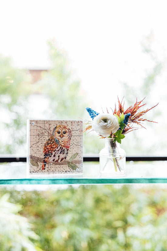Acrylic Framed Barred Owl 1 Print