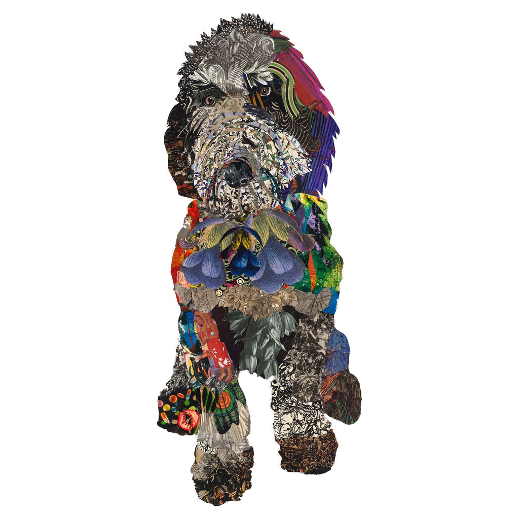 Acrylic Framed Black Doodle Dog Print