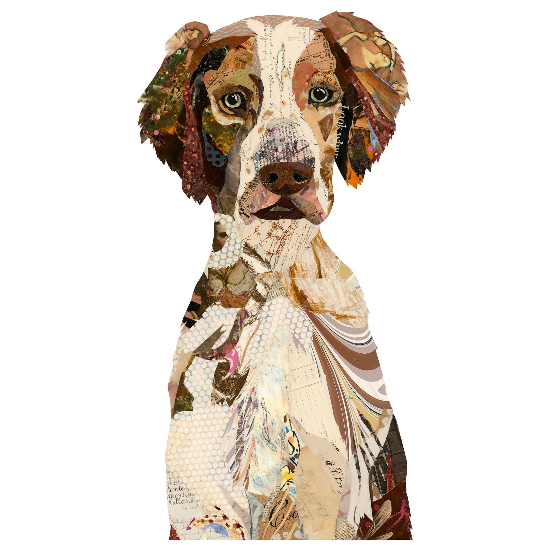 Acrylic Framed Chester - Brittany Spaniel Dog Print
