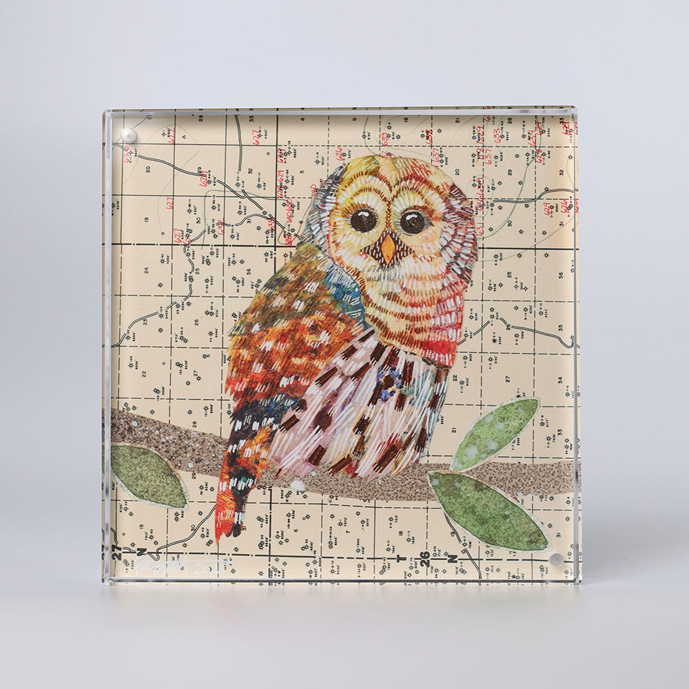 Acrylic Framed Barred Owl 1 Print