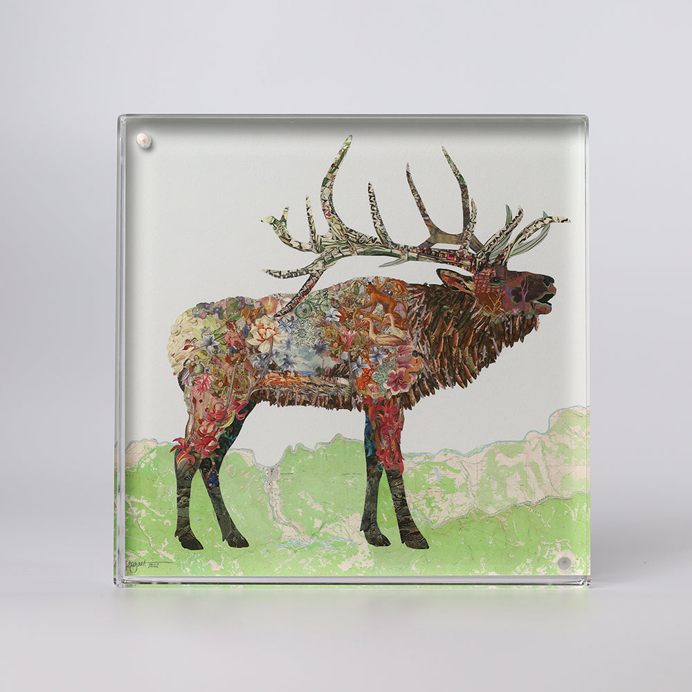 Acrylic Framed Elk Xander Print
