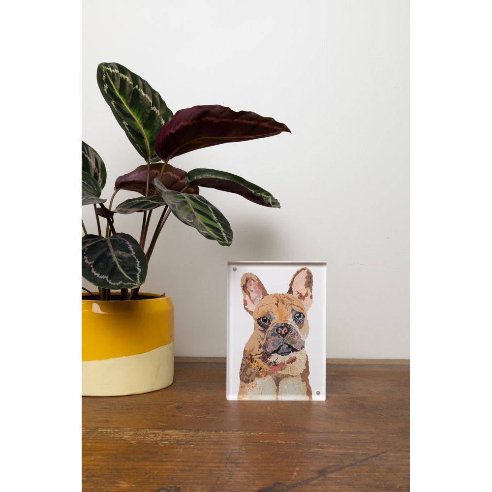 Acrylic Framed French Bulldog Print