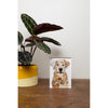 Acrylic Framed White Lab II Dog Print
