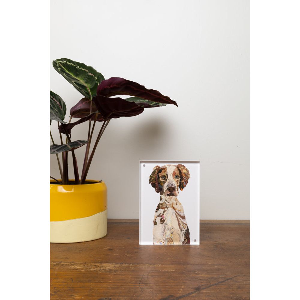 Acrylic Framed Chester - Brittany Spaniel Dog Print