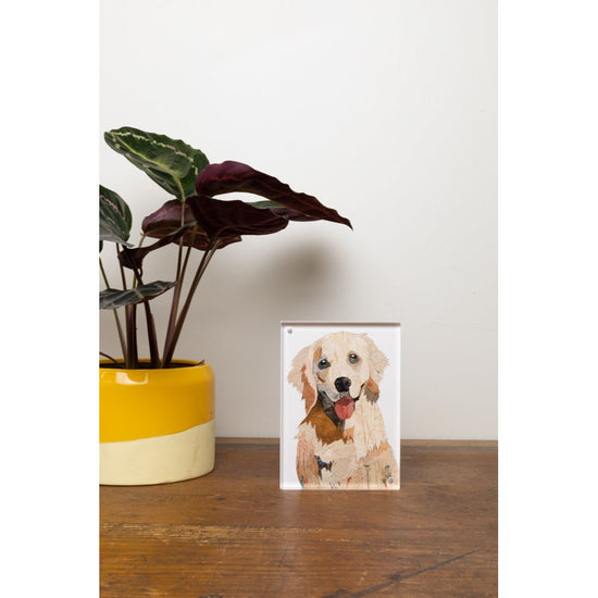 Acrylic Framed Golden Retriever Dog Print